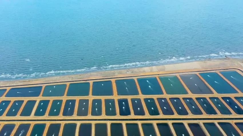 مشروع مثلث الديبة للاستزراع السمكي غرب بورسعيد