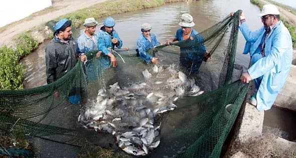الاستزراع السمكي في مصر 