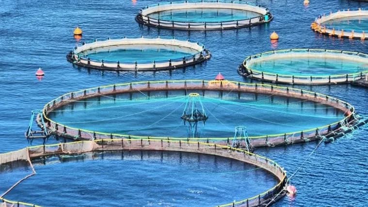 المشروع القومي للاستزراع السمكي ببور سعيد