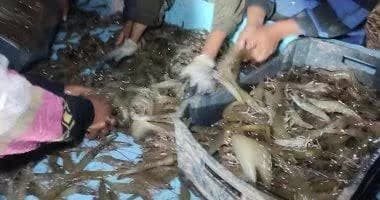 زراعة الجمبري علي مياة الابار المالحة