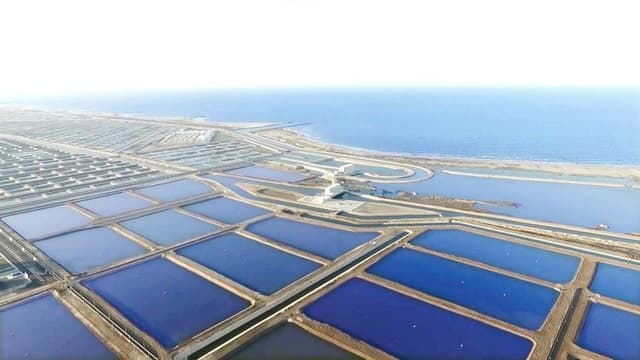 Egypt’s fish production has increased to 2 million tons, with a self-sufficiency rate of 95%.