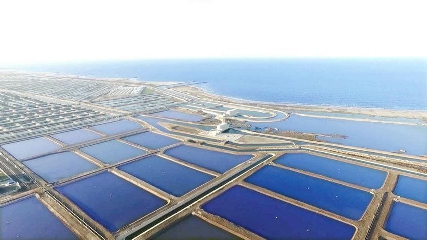 إنشاء المزارع السمكية "بركة غليون" بمحافظة كفر الشيخ